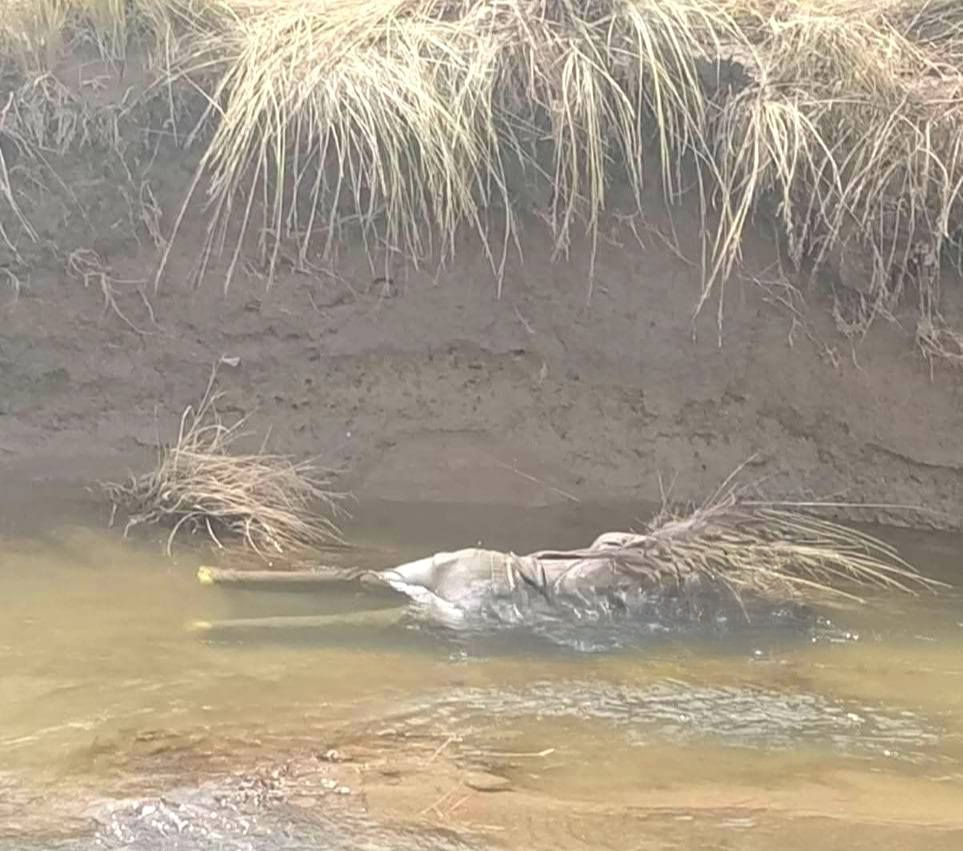 Azángaro | Hallan cuerpo que sería de Mauricio Tacora, arrastrado por el río Cangalli en Potoni