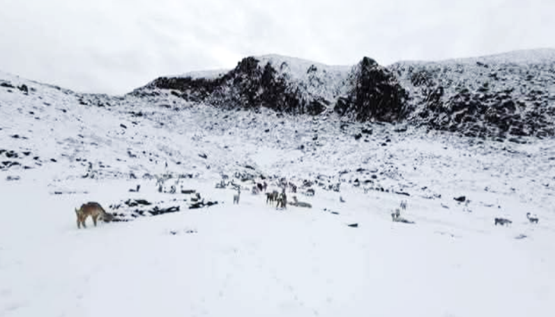 Macusani | Nevada cubre Macusani y pone en alerta a transportistas por el descenso de temperatura