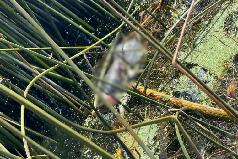 Puno | Encuentran cuerpo de recién nacido en orillas del lago Titicaca