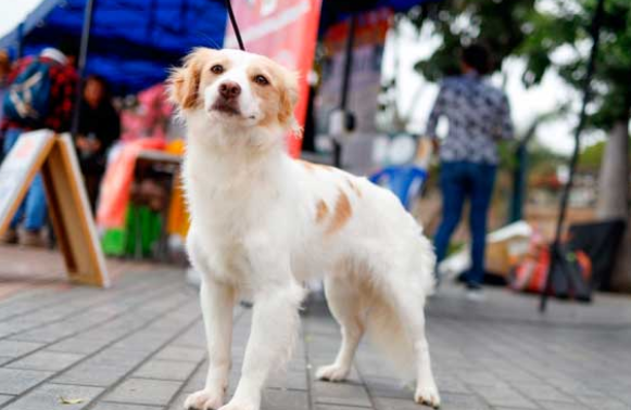 Perú | Congreso declara al perro pastor Chiribaya como Patrimonio Cultural de la Nación