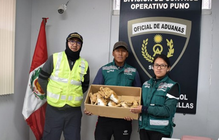 Puno | SERFOR abre procedimiento sancionador por transporte ilegal de vicuñas disecadas